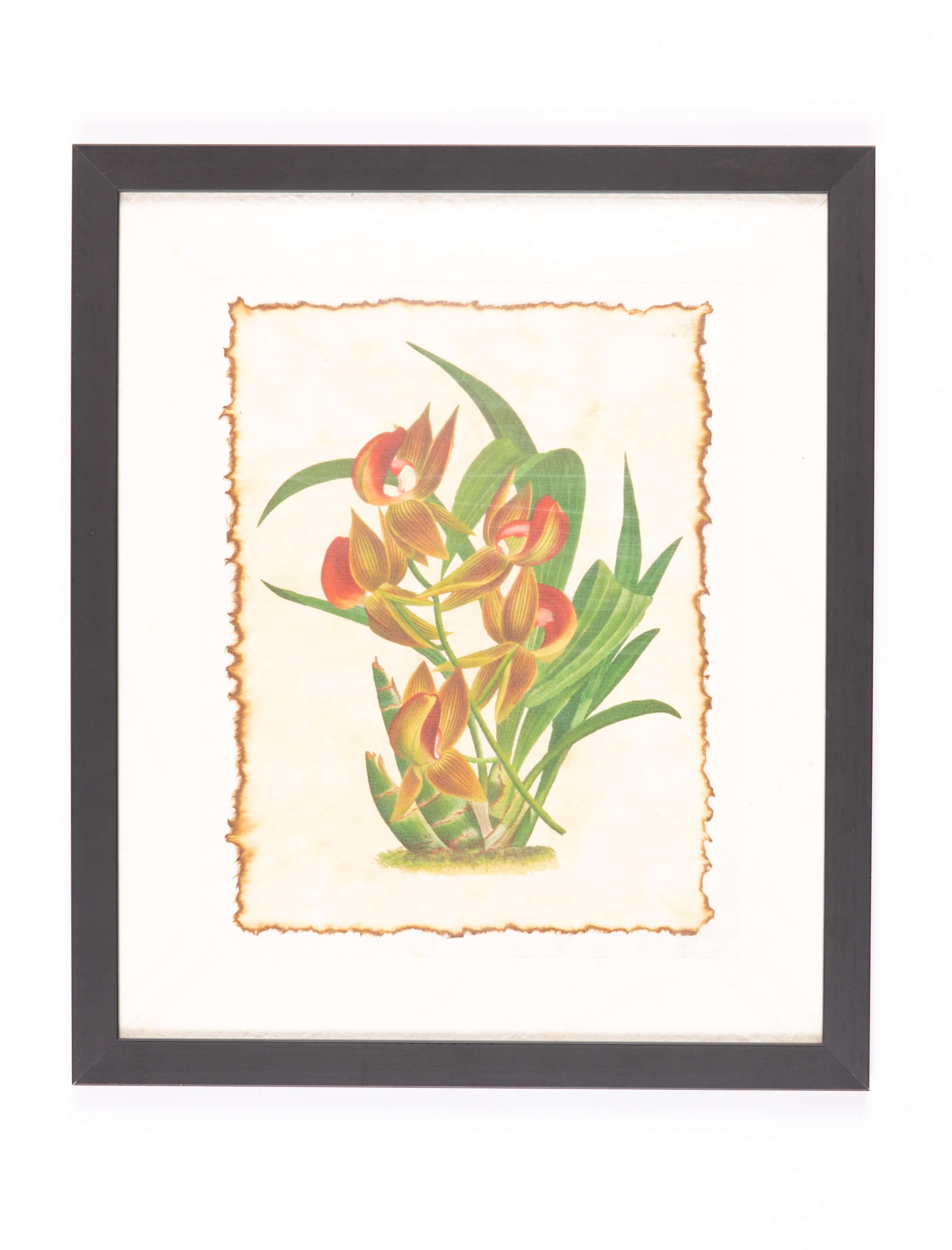 馬來西亞花卉之畫-圖片